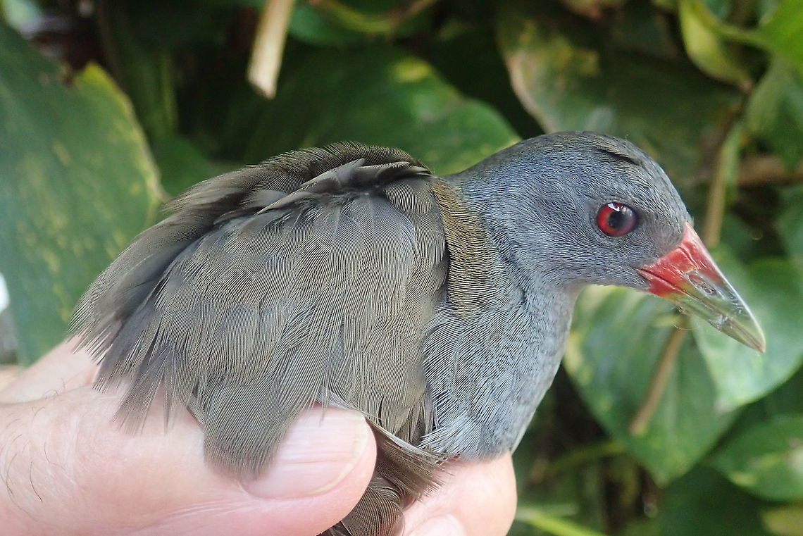 Mustelirallus erythrops  Geotagged,Neocrex erythrops,Paint-billed crake,Paraguay,Spring
