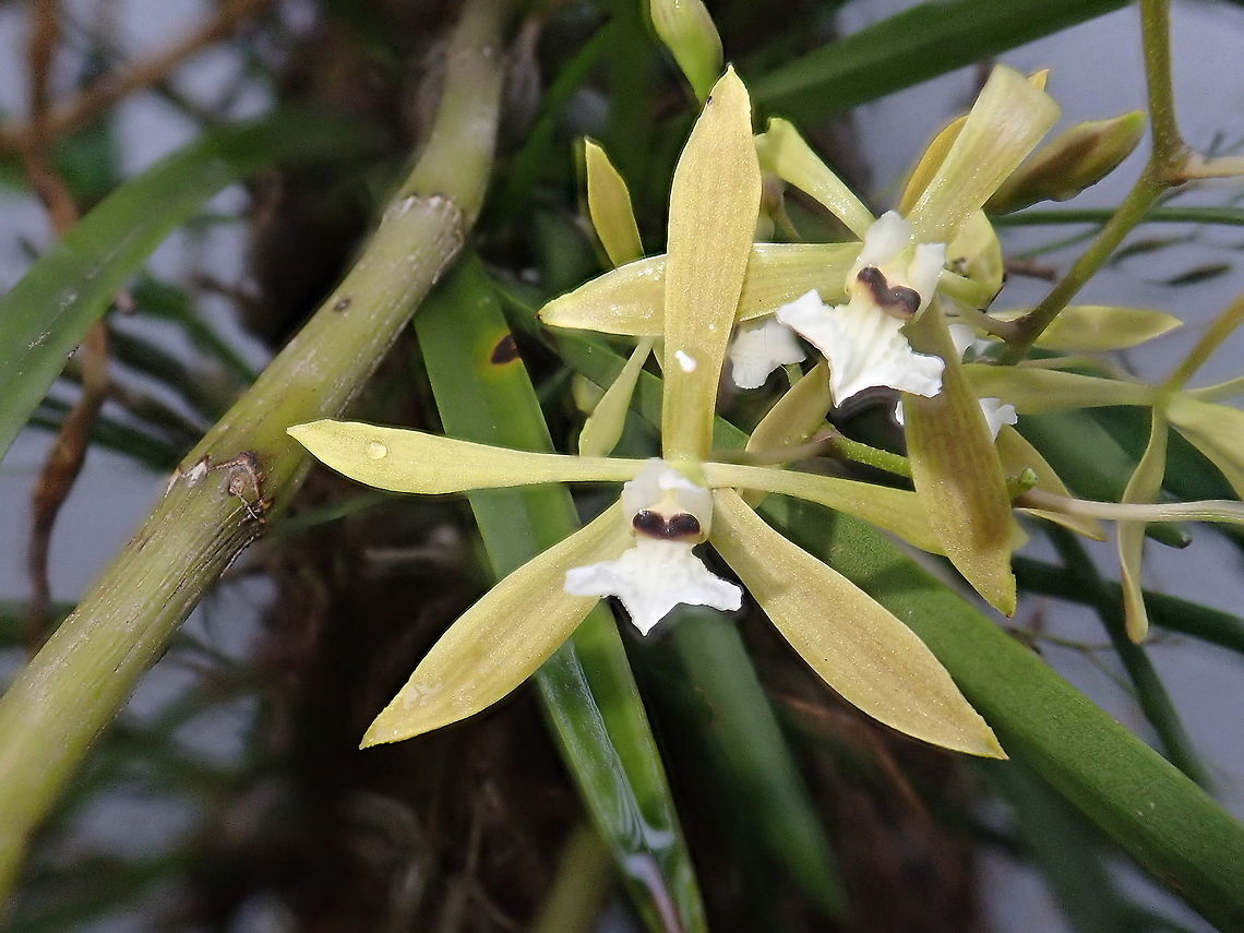 Encyclia flava Quite humble looking orchid, small flowers but elegant. Encyclia flava,Geotagged,Orchidacea,Orchids,Paraguay,Spring,encyclea,encyclia flava,native orchids,orqu&iacute;deas