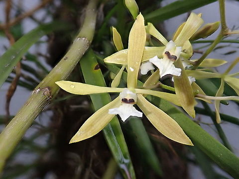 Encyclia flava Quite humble looking orchid, small flowers but elegant. Encyclia flava,Geotagged,Orchidacea,Orchids,Paraguay,Spring,encyclea,encyclia flava,native orchids,orquídeas