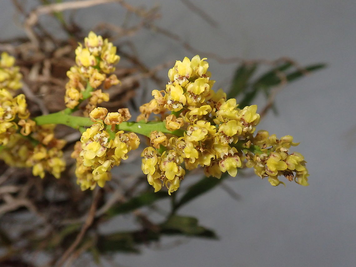 Lophiaris pumila Previously known as Trichocentrum pumilum. Not the smallest of Paraguayan orchids but perhaps next to it. Quite fragrant flowers, though small. Geotagged,Orchidacea,Orchids,Paraguay,Spring,Trichocentrum pumilum,native orchids,orquídeas