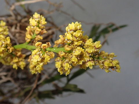 Lophiaris pumila Previously known as Trichocentrum pumilum. Not the smallest of Paraguayan orchids but perhaps next to it. Quite fragrant flowers, though small. Geotagged,Orchidacea,Orchids,Paraguay,Spring,Trichocentrum pumilum,native orchids,orquídeas