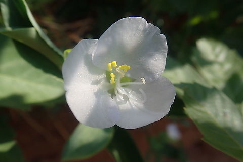 Commelina platyphylla Found in open grass field among other lower vegetation, quite erect stems with single flower. Commelina,Commelina platyphylla,Commelinaceae,Cordillera Dpt.,Field Flowers,Geotagged,Paraguay,Santa Lucía morotĩ,Spring,Wildflowers,white flowers
