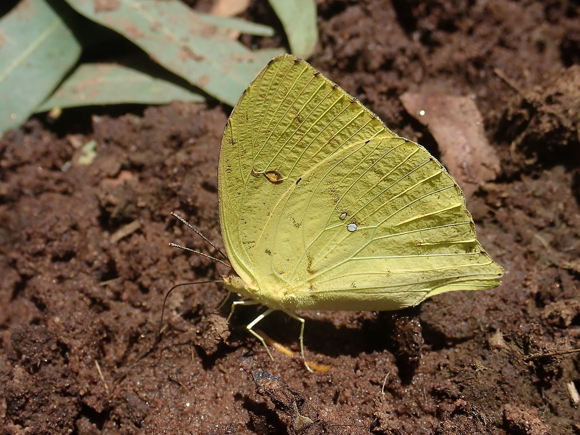 Phoebis neocypris  Cloudless sulphur,Coliadinae,Geotagged,Paraguay,Phoebis neocypris,Phoebis sennae,Spring,Tailed sulphur,borboletas,buterflies,lepidotera,lepidópteros,mariposas,mariposas de Paraguay,panambi,phoebis