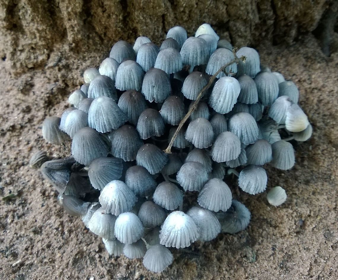 Coprinellus sp Found growing at the base of a stump Coprinellus,Fungi,Geotagged,Mushrooms,Paraguay,Spring,hongos,setas,toadstool