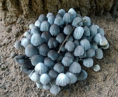 Coprinellus sp Found growing at the base of a stump Coprinellus,Fungi,Geotagged,Mushrooms,Paraguay,Spring,hongos,setas,toadstool