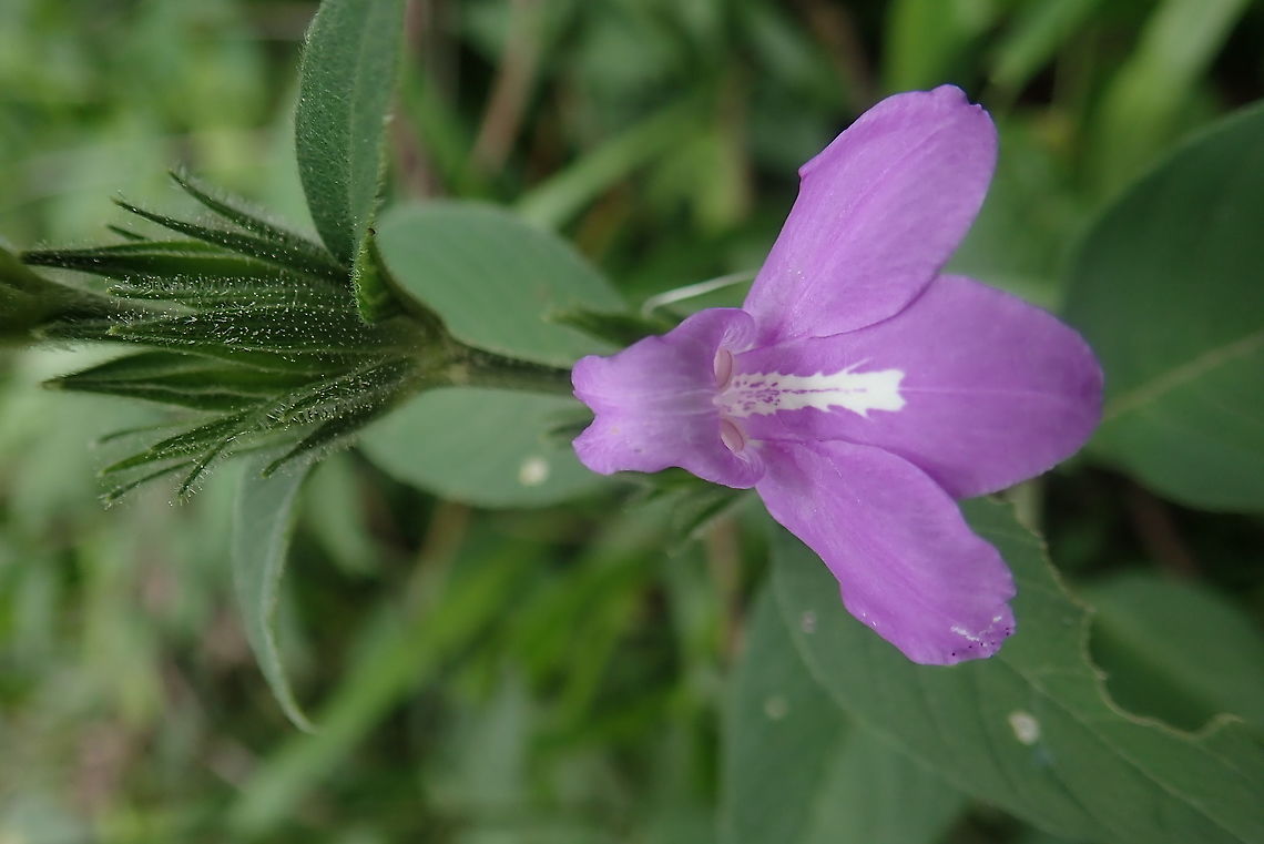 Justicia laevilinguis Quite common in open fields, along roads. Acanthaceae,Dpto Cordillera,Geotagged,Justicia,Justicia laevilinguis,Paraguay,Spring,Wild flowers,native flowers