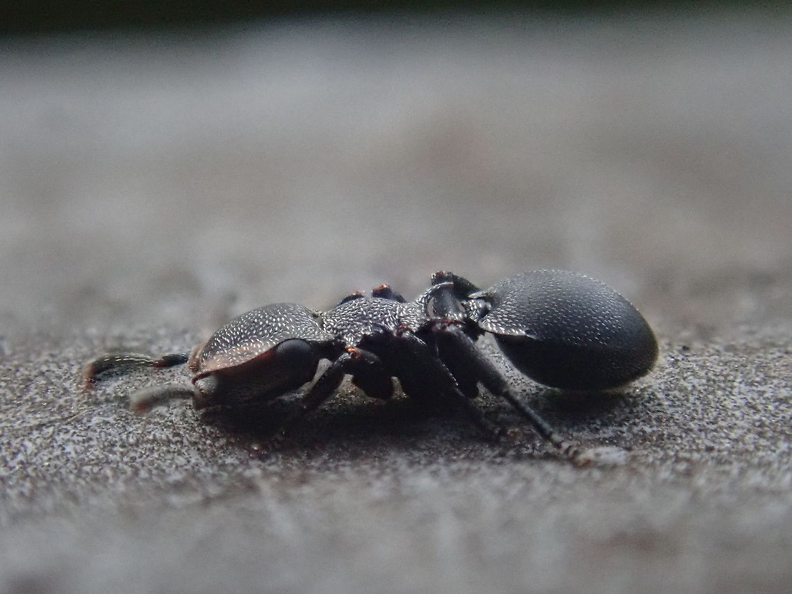 Cephalotes pusillus Ant quite common on trees even in cities, this one crawling up and down some palm trees in front of my house. Cephalotes,Geotagged,Paraguay,Spring,arboreal ant,gliding ants,hormigas planeadoras,tahýi,turtle ant