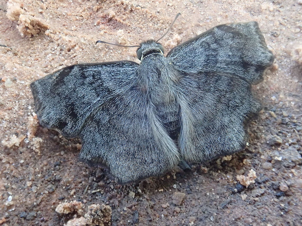 Antigonus erosus  Antigonus erosus,Barrero Grande,Dpto Cordillera,Geotagged,Insects,Lepidoptera,Paraguay,Summer,borboletas,butterflies,farfalle,mariposas,mariposas del Paraguay,panambi,papillon