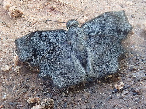 Antigonus erosus  Antigonus erosus,Barrero Grande,Dpto Cordillera,Geotagged,Insects,Lepidoptera,Paraguay,Summer,borboletas,butterflies,farfalle,mariposas,mariposas del Paraguay,panambi,papillon