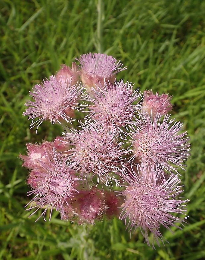 Campuloclinium macrocephalum Fairly common on roadsides and open fields. Asteraceae,Eupatorium macrocephalum,Flores,Flowers,Geotagged,Paraguay,Summer,Wildflowers,nature