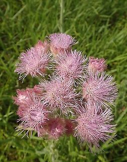 Campuloclinium macrocephalum Fairly common on roadsides and open fields. Asteraceae,Eupatorium macrocephalum,Flores,Flowers,Geotagged,Paraguay,Summer,Wildflowers,nature