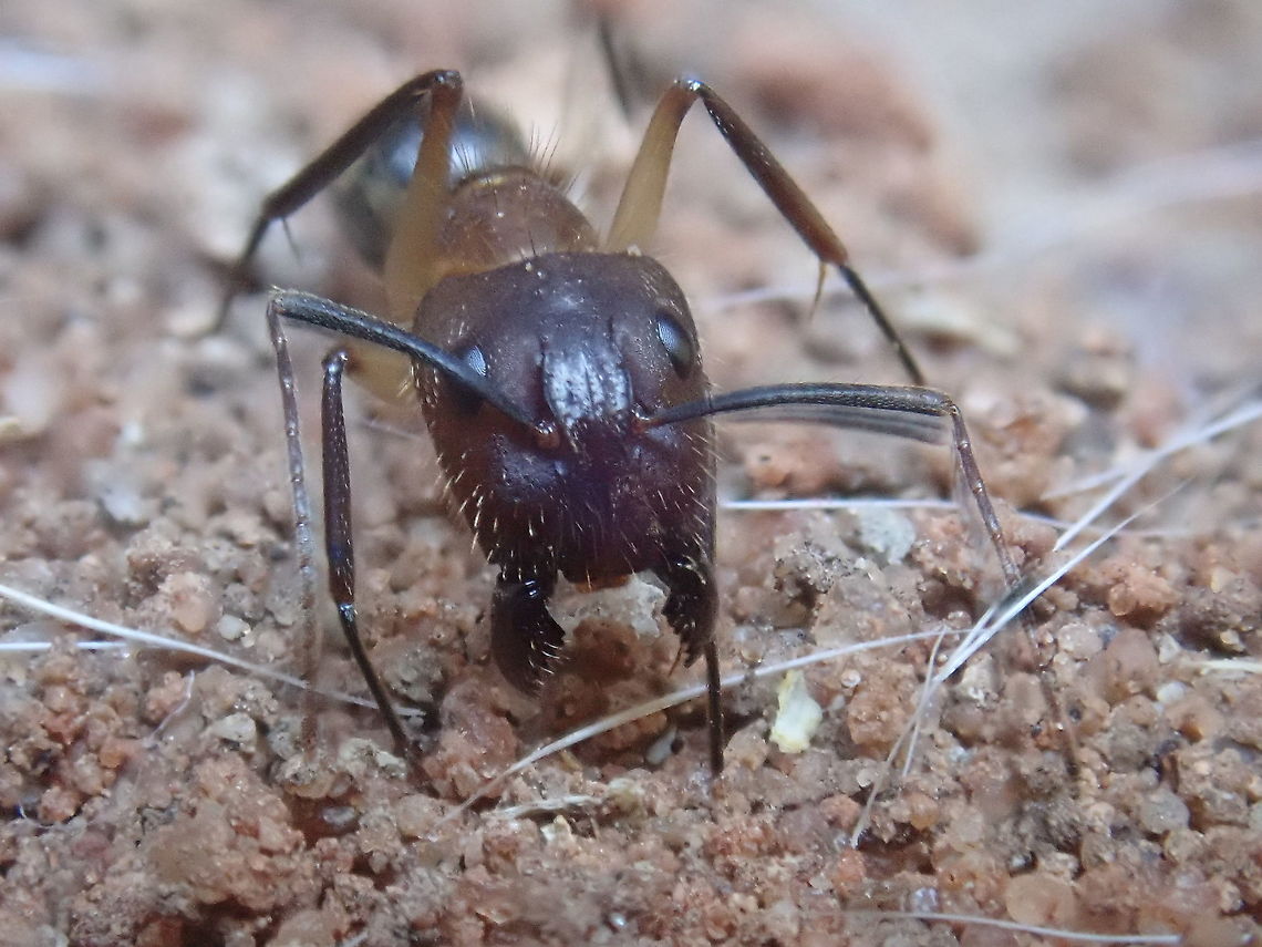 Camponotus substitutus Carpenter ant, although this one is apparently a mason ant, burrowing in brickwork. Lethargic in movement, not aggressive, unlike other ants. Camponotini,Camponotus,Camponotus substitutus,Fall,Formicidae,Geotagged,Hymenoptera,Paraguay,ants,carpenter ant,hormigas