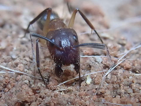 Camponotus substitutus Carpenter ant, although this one is apparently a mason ant, burrowing in brickwork. Lethargic in movement, not aggressive, unlike other ants. Camponotini,Camponotus,Camponotus substitutus,Fall,Formicidae,Geotagged,Hymenoptera,Paraguay,ants,carpenter ant,hormigas