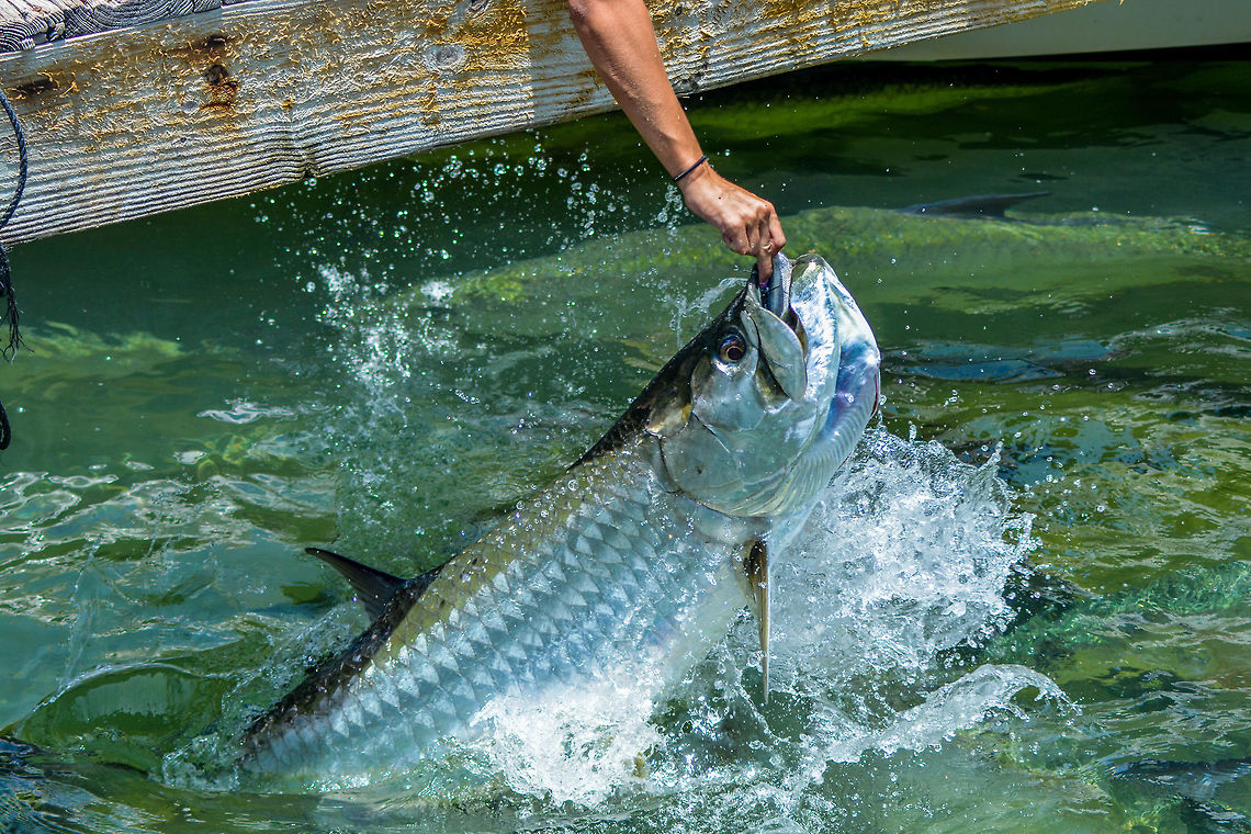 Tarpon Feeding A few locations down in the Florida Keys bring Tarpon to the size of adult humans, because they are fed by humans! Atlantic tarpon,Feeding,Fish,Megalops atlanticus