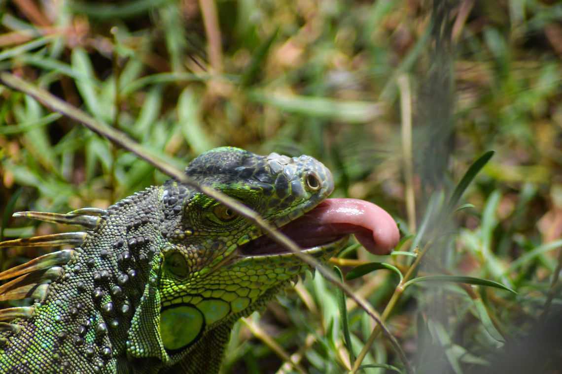 Gotta Lick 'Em All Down in the Florida Keys, I saw a huge abundance of these massive iguanas, crawling through the underbrush and climbing across branches on trees. This was a quick shot I got of one at a bird sanctuary, and it's definitely one of my favorites from the trip. (Though I'm not 100% sure it's a green iguana.) Green iguana,Iguana iguana,leaves,lizard,reptile,wildlife