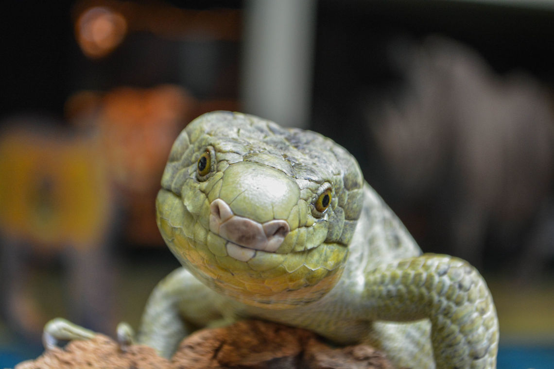 Green Skink Dubbed 'Sweetie Pie', this green skink was quite the model as she vied for the cameras attention. Green skink,Oligosoma chloronoton,Scaled Reptile,contest,geotagged,nature,reptile,wildlife