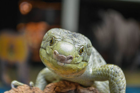 Green Skink Dubbed 'Sweetie Pie', this green skink was quite the model as she vied for the cameras attention. Green skink,Oligosoma chloronoton,Scaled Reptile,contest,geotagged,nature,reptile,wildlife