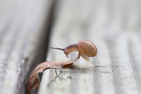 Balancing snail During the fall I found this cute snail in the garden, I grabbed my camera and macro lens and patiently waited for an interesting moment to happen. The snail encountered a leaf and had to overcome it to slide further. Fall,Geotagged,Netherlands,Snail