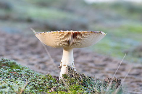 Traces of a mushroom Last fall I went to the Hoge Veluwe by myself, it was quiet calm and everything looked amazing with the fall palette. When biking towards the Sint-Hubertus jachthuis, I came across this mushroom and couldn't resist to jump off my bike and to stop to take some pictures. Fall,Geotagged,Netherlands,Veluwe,mushroom