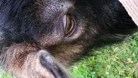 The eye of a goat This isn't a very special picture, but I want to let my uncle (Ferdy Christinant) know that I'm joining the site now. And I'm not so good in English :(. Austria,Capra aegagrus hircus,Domestic Goat,Ferdy,Geotagged,Summer,goat