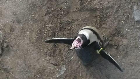 Happy African Penguin  African Penguin,Spheniscus demersus