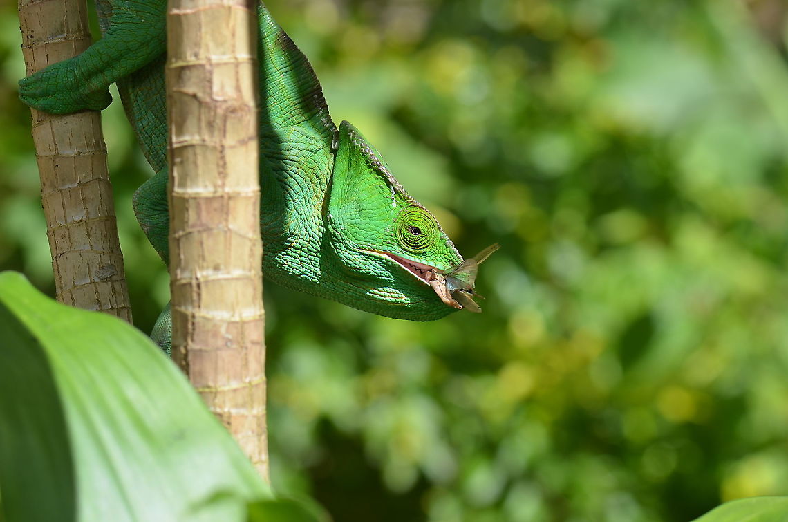 Female Parson's Chameleon This is a female Parson&#039;s Chameleon right after she had caught a bug. I shot this picture in Madagascar while I was there with my aunt and uncle (Ferdy Christant). Calumma parsonii,Madagascar,Parsons chameleon