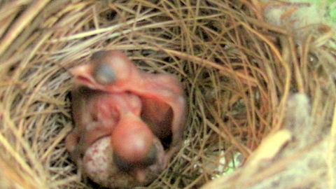 We be big sisters:) I found this nest of a Red-crested Bulbul on a small shrub in my house. This heart warming picture of these chicks and how they are cuddling together ,like siblings do, is just beautiful. Geotagged,India,Pycnonotus jocosus,Red-whiskered bulbul,Spring