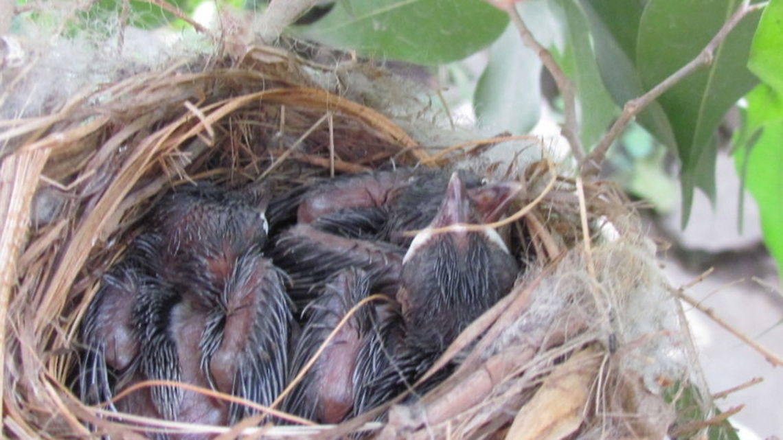 All grown up:) These red whiskered chicks are teens now. Check out their baby photo too!!;) Pycnonotus jocosus,Red-whiskered bulbul,red whiskered bulbul