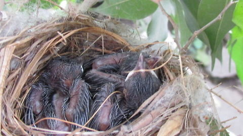 All grown up:) These red whiskered chicks are teens now. Check out their baby photo too!!;) Pycnonotus jocosus,Red-whiskered bulbul,red whiskered bulbul