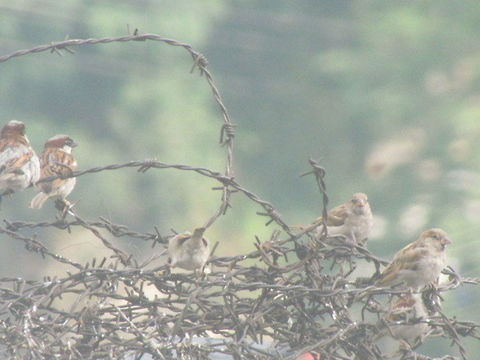 All tangled up:( These sparrows have no place to live in the city. They have lost their habitat, and now sit in a tangled mess of barbed wires. Do they even deserve this? SAVE SPARROWS. House sparrow,Passer domesticus,Sparrow