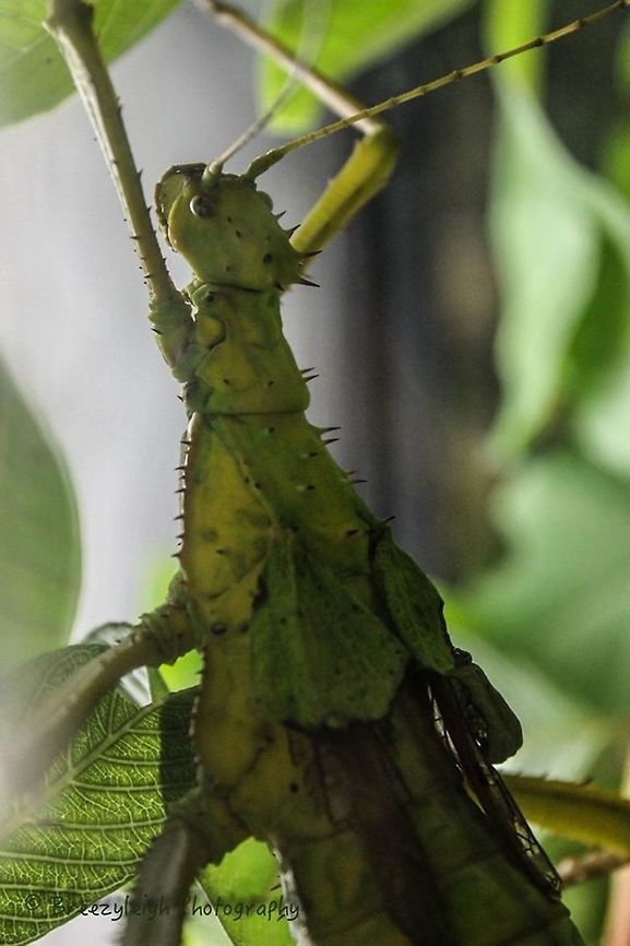 Walking Stick  Heteropteryx dilatata,Malayan jungle nymph