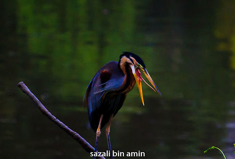 IMG_6400  Ardea purpurea,Purple Heron