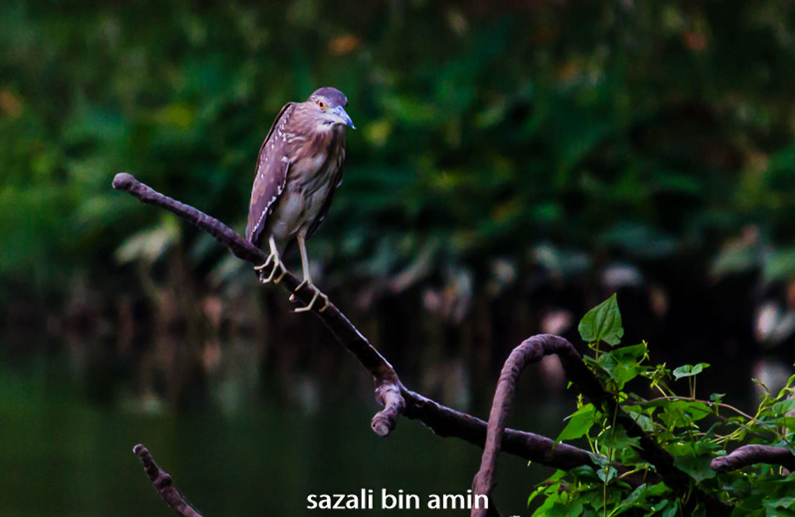IMG_6308  Black-crowned night heron,Nycticorax nycticorax