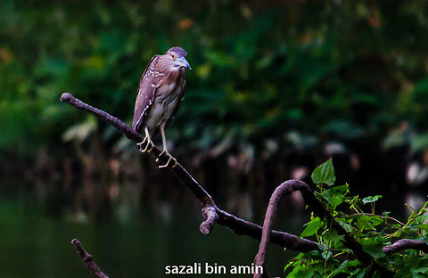 IMG_6308  Black-crowned night heron,Nycticorax nycticorax