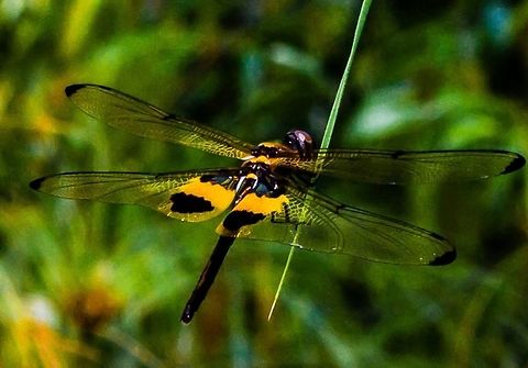 IMG_5974  Rhyothemis variegata