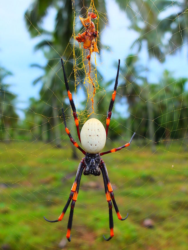 Tongan giant spider - Nephila tetragnathoides Tongan giant spider - Nephila tetragnathoides<br />
Tongatapu island, Tonga Fall,Geotagged,Nephila,Nephila tetragnathoides,Spider,Spring,Tonga,Tongan Giant Spider,giant