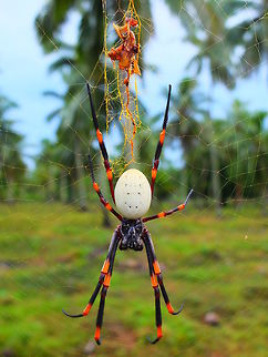 Tongan giant spider - Nephila tetragnathoides Tongan giant spider - Nephila tetragnathoides
Tongatapu island, Tonga Fall,Geotagged,Nephila,Nephila tetragnathoides,Spider,Spring,Tonga,Tongan Giant Spider,giant