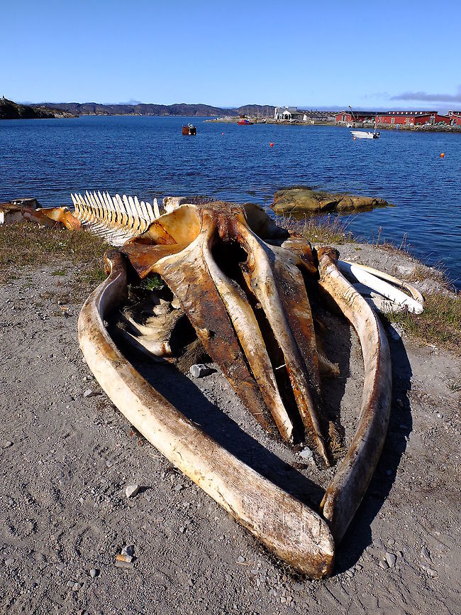 Minke whale skeleton Skeleton of minke whale in the centre of Aasiaat, Greenland. B. acutorostrataB. bonaerensis,Geotagged,Greenland,Minke whale,Summer,skeleton,whale