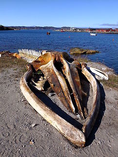 Minke whale skeleton Skeleton of minke whale in the centre of Aasiaat, Greenland. B. acutorostrataB. bonaerensis,Geotagged,Greenland,Minke whale,Summer,skeleton,whale
