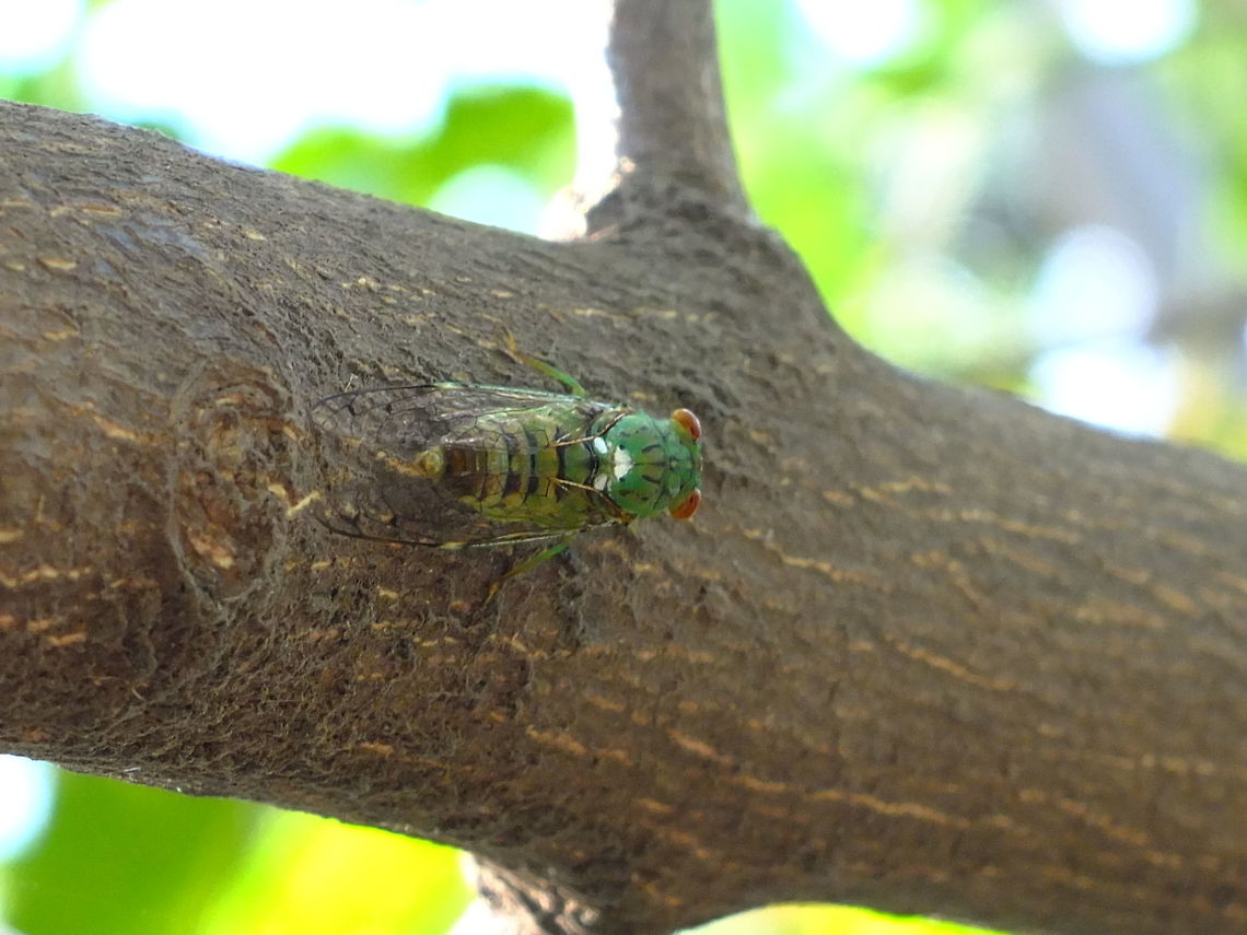 Cicada on Tanna Island Unidentified cicada on Tanna Island, Vanuatu Cicada,Fall,Geotagged,Vanuatu