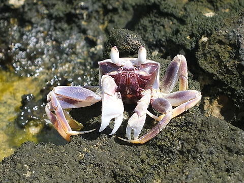 Crab in South Tarawa, Kiribati Crab posing to camera, South Tarawa atol, Kiribati Cardisoma carnifex,Geotagged,Kiribati,Spring