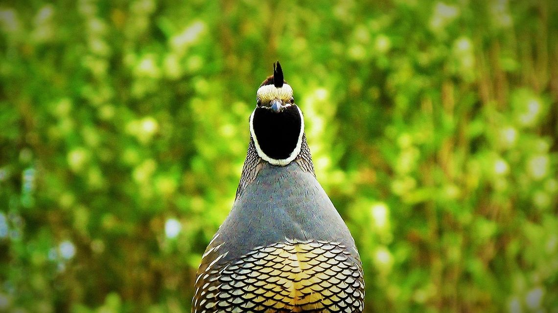 snap_it_quick_l  California quail,Callipepla californica