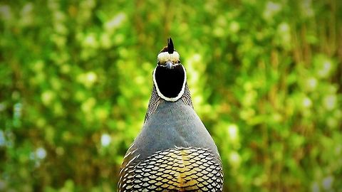 snap_it_quick_l  California quail,Callipepla californica