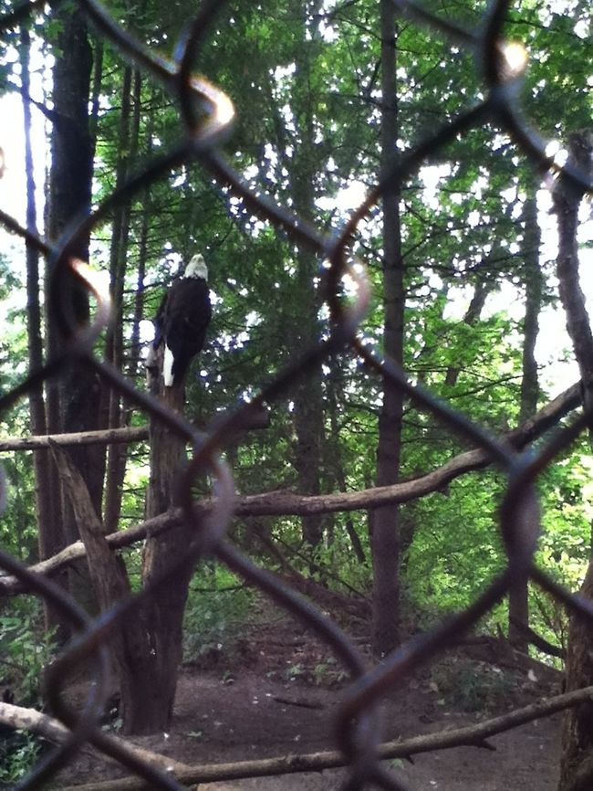 photo-19  Bald Eagle,Haliaeetus leucocephalus