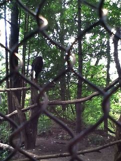 photo-19  Bald Eagle,Haliaeetus leucocephalus