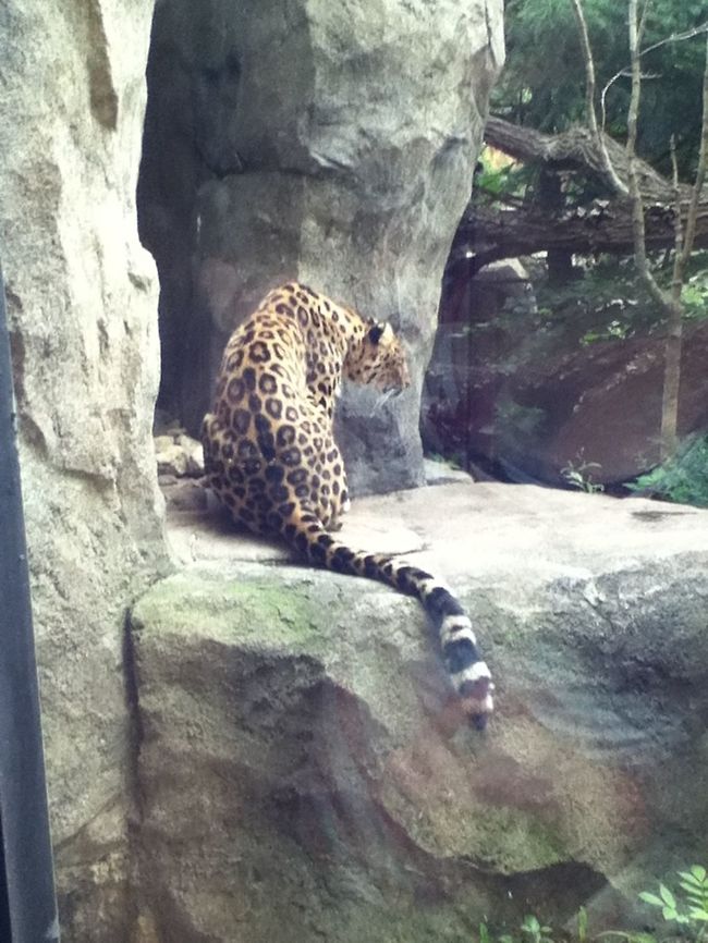 photo-20  Amur leopard,Panthera pardus orientalis