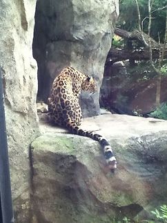 photo-20  Amur leopard,Panthera pardus orientalis