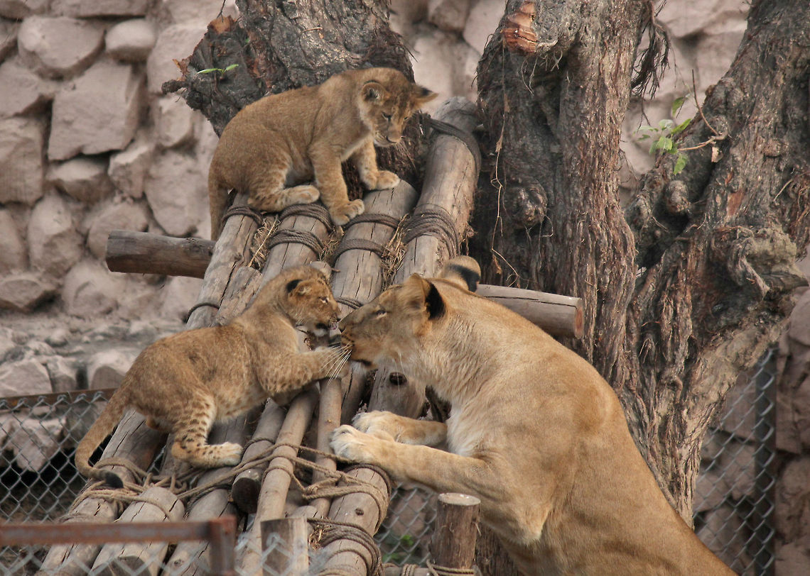 Lucknow_Zoo_(1) It has been a series of special days for lioness Vasundhara ever since her cubs were born in Lucknow's Nawab Wajid Ali Shah zoological gardens. Each different is different than the former one, as the playful young cubs find new ways of engaging their mother in their daily play. Recently when the zoo authorities built a wooden scaffold in the lioness' enclosure, the tricks and tactics of the cubs caught everyone's eye. As they climbed up and rolled down, the lioness had a hard time bringing the cubs back to safety. As the mother cajole and caresses her young ones, the speechless eyes give way to words and finally Vasundhara climbs up. One by one, the mischievous brigade descends on earth and the mother's heart finds some rest. photo by Azam Husain from Lucknow Uttar Pradesh India. Panthera leo,lion,wildlife lioness cubs,zoo