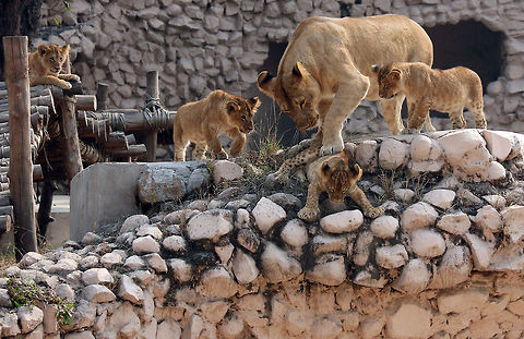 22_Lioness_baby_(8)  Panthera leo,lion,wildlife lioness cubs,zoo