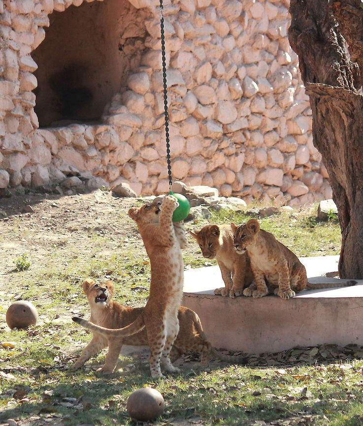 Cubs_of_lioness_were_in_playful_mood_1 Cubs of lioness vasundara were in playful mood on Monday they enjoy playing with ball climb with tree in cage, Regarding your information the cubs are 6 month older. The Lucknow zoo administration holds this types of program making attraction for the people. photos and vidio by Azam Husain from Lucknow Uttar Pradesh India 27 02 2016 Lion,Panthera leo,wildlife,zoo